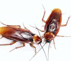 Как избавиться от тараканов народными средствами быстро и надёжно
