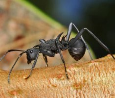 Чёрные муравьи в доме — как избавиться быстро и надолго