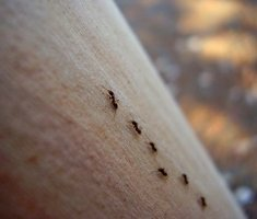 Отрава от муравьев – что лучше использовать для избавления от насекомых