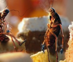 Борная кислота от тараканов – в чем ее преимущество и как правильно применять
